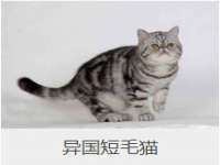 温州市捷拱商贸有限公司