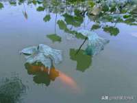 温州市捷拱商贸有限公司