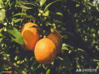 温州市捷拱商贸有限公司